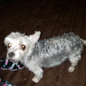 Meet your Posher, Joyce